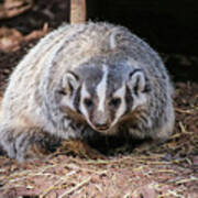 Badger Grin Poster