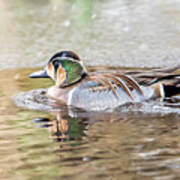 Baikal Teal, A Beautiful And Rare Visitor In Sweden Poster