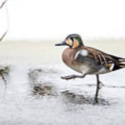 Baikal Teal, The Beautiful And Rare Visitor In Sweden, Walks Wit Poster