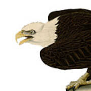 Bald Eagle Bird Of Prey Poster