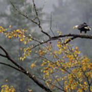 Bald Eagle In Autumn Poster