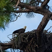 Bald Eagle On A Nest Near Holiday Florida Poster