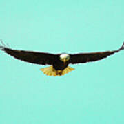 Bald Eagle On Bright Sky Poster