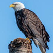 Bald Eagle On Dead Sable Palm Poster