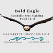Bald Eagle Soaring Poster