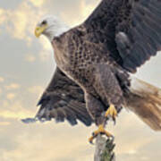 Bald Eagle Takeoff 1116 Poster