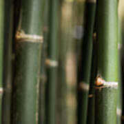 Bamboo Green Canes Poster