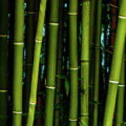 Bamboo Ii Poster