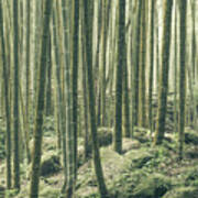 Bamboo Silence Poster