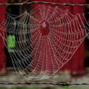 Barbed Web -  Dew Bedazzled Spider Web Suspended Between Barbed Wires At A Wi Tobacco Shed Poster