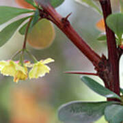 Barberry Blossom Poster