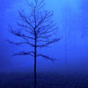 Bare Tree On A Foggy Morning Poster