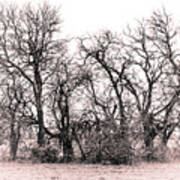 Bare Trees Poster