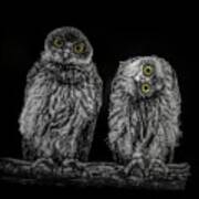 Barking Owls Black And White Poster