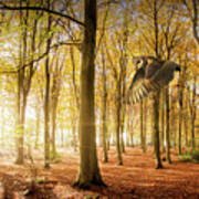 Barn Owl Flying In Autumn Woodland Poster