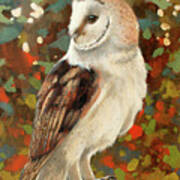Barn Owl Portrait W722 Poster