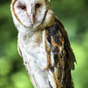 Barn Owl Poster