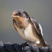 Barn Swallow On Rope I Poster