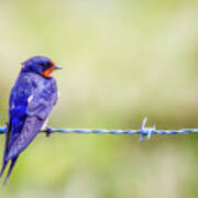 Barn Swallow Perched On Barbed Wire Poster