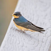 Barn Swallow Poster