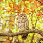 Barred Owl In Autumn Natchez Trace Ms Poster