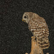 Barred Owl In Snowfall Poster