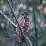 Barred Owl In Springtime Rain Poster