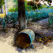Barrels And Agaves Poster