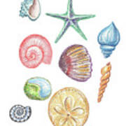 Beach Art Watercolor Sea Shells And Stars Art Ii Poster