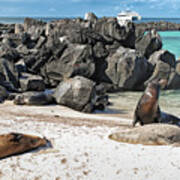 Beach With Sea Lions - Espanola Island - Galapagos Poster