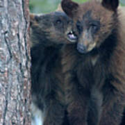 Bear Love Bites Poster