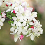 Beautiful Apple Blossoms Poster