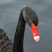 Beautiful Black Swan Poster