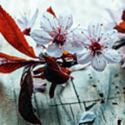 Beautiful Cherry Blossom Branch On Vintage Wooden Table. Closeup Poster