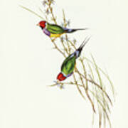 Beautiful Grass Finch, Poephila Mirabilis Poster