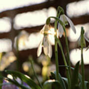 White Snowdrop In Golden Hours. Poster
