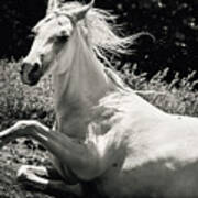 Beautiful White Horse Laying Down Poster