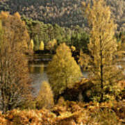 Beauty Of Golden Autumn Scotland, River Glen Affric, Highlands Poster