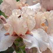 Beauty Of Irises. Ballerina Pirouette 3 Poster