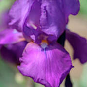 Beauty Of Irises. Chordette Poster