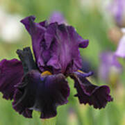 Beauty Of Irises - Count Dracula Poster