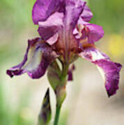 Beauty Of Irises. Raspberry Ribbon Poster