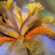 Beauty Of Irises - Western Edge Macro Poster