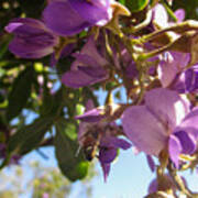 Bee Butt In Purple Flowers Poster