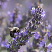 Bumblebee On Lavender Iii Poster