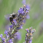 Bee On Lavender Poster
