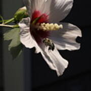 Bee Pollen Collector Poster