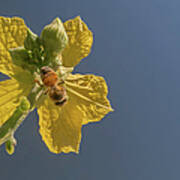 Yellow Flower In The Blue Sky Poster