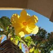 Begonia On Porch Poster