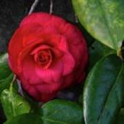 Bella Rosa Camellia Poster